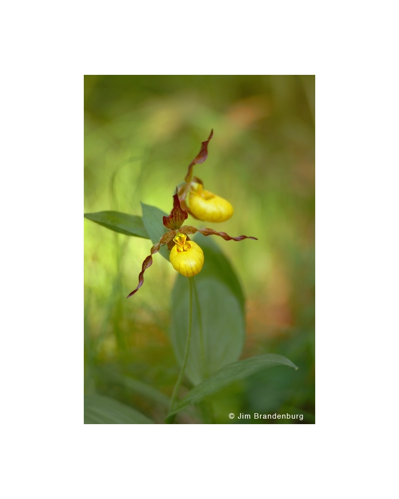 NW724 Small yellow ladyslipper orchid