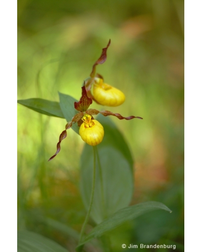 NW724 Small yellow ladyslipper orchid