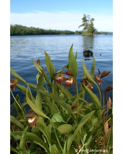 NW725 Ramshead orchids -vertical