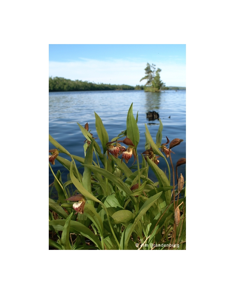 NW725 Ramshead orchids -vertical