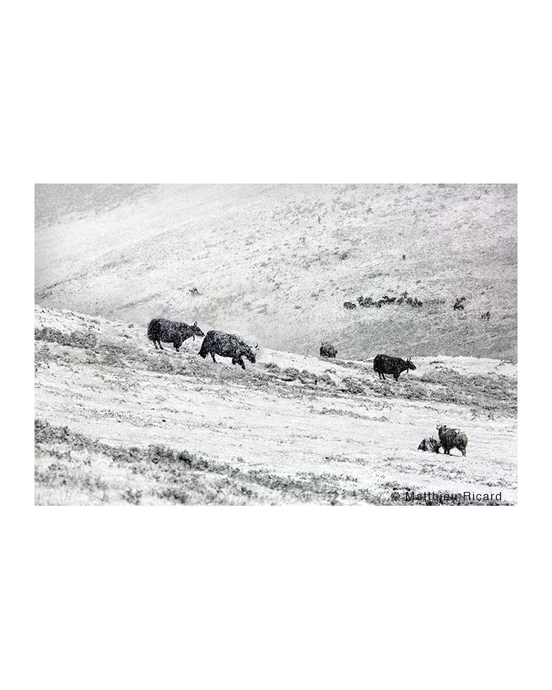 MR4138 Herd in the snow