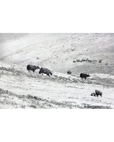 MR4138 Herd in the snow