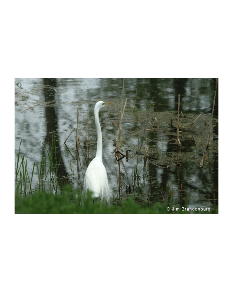 NW727 Snowy egret