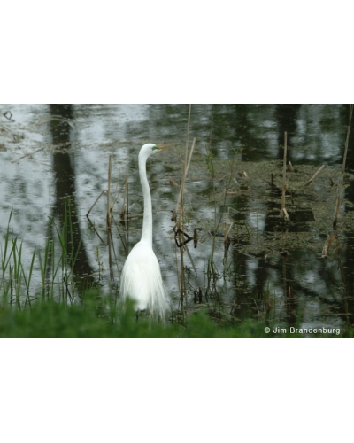 NW727 Snowy egret