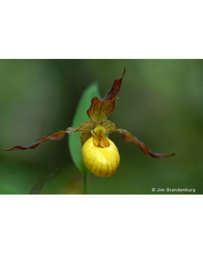 NW729 Small yellow ladyslipper close-up