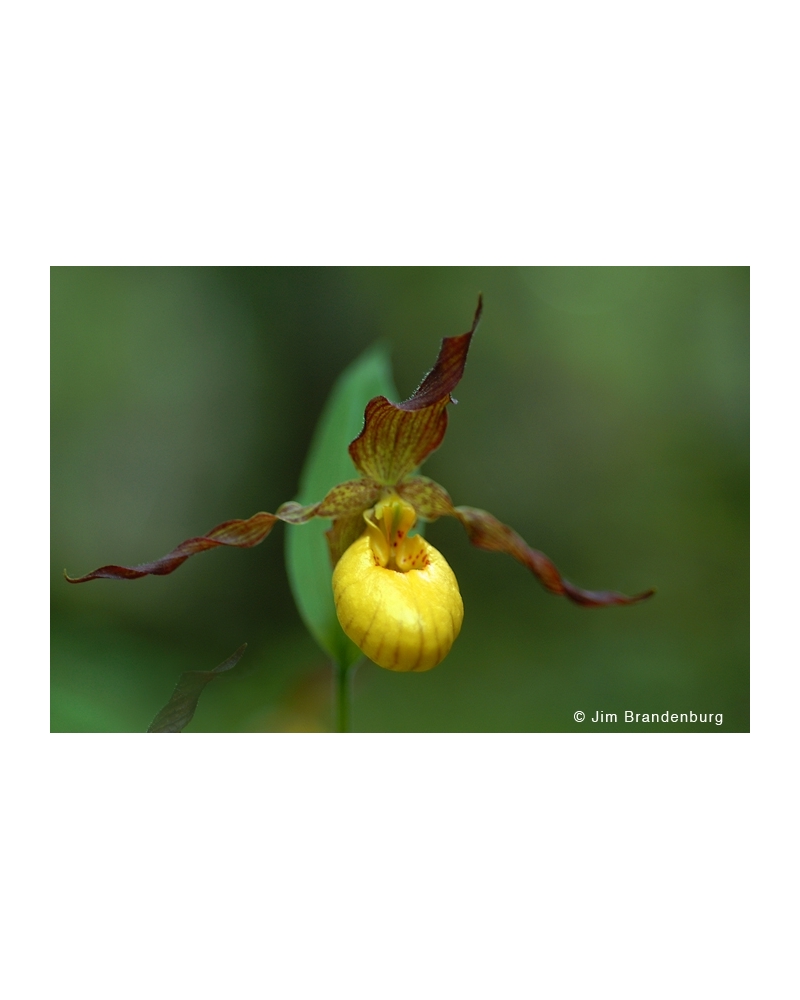 NW729 Small yellow ladyslipper close-up