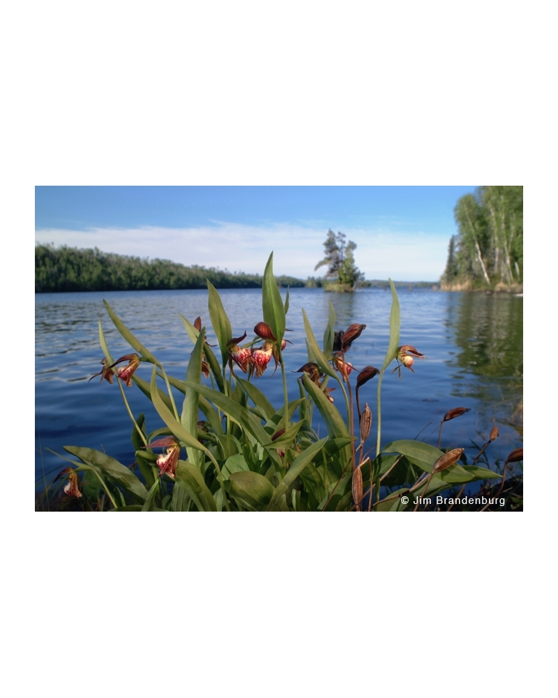 NW730 Ramshead orchids -horizontal