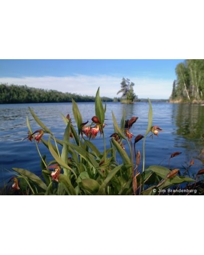 NW730 Ramshead orchids -horizontal