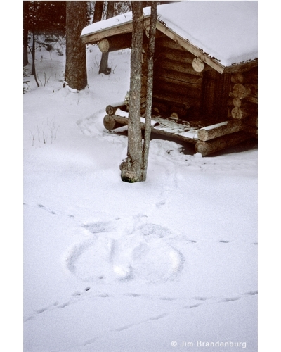 NW732 Snow angel with wolf tracks