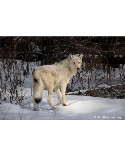 NW733 White wolf of Pea Soup lake