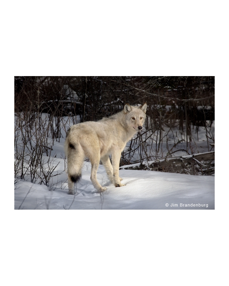 NW733 White wolf of Pea Soup lake