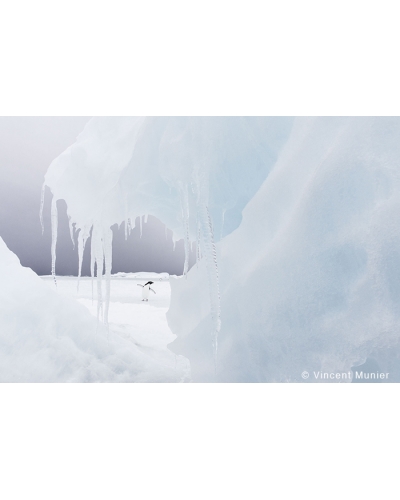 VMTA29 Adelie penguins and stalactites