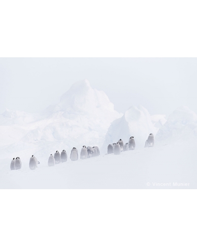 VMTA27 At glacier young emperor penguins