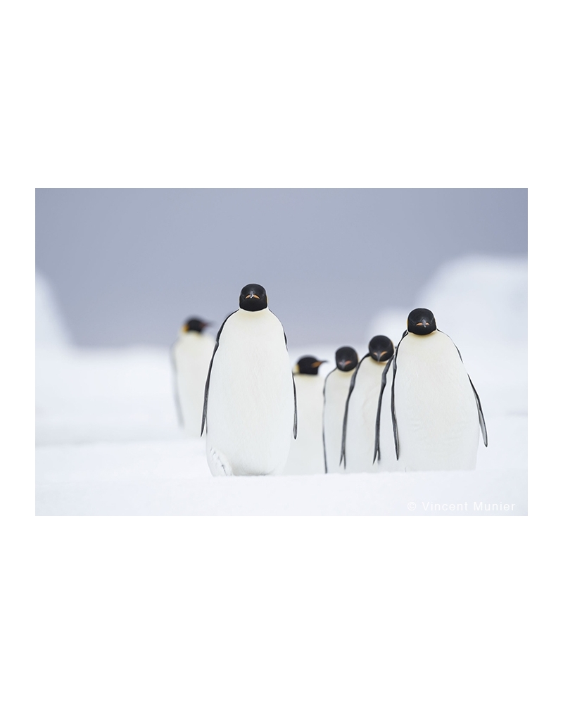 VMAT32 The walk emperor penguins