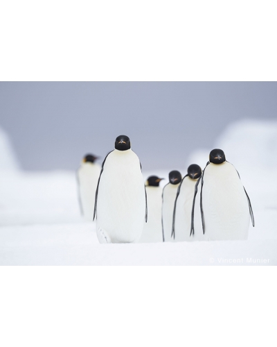 VMAT32 The walk emperor penguins