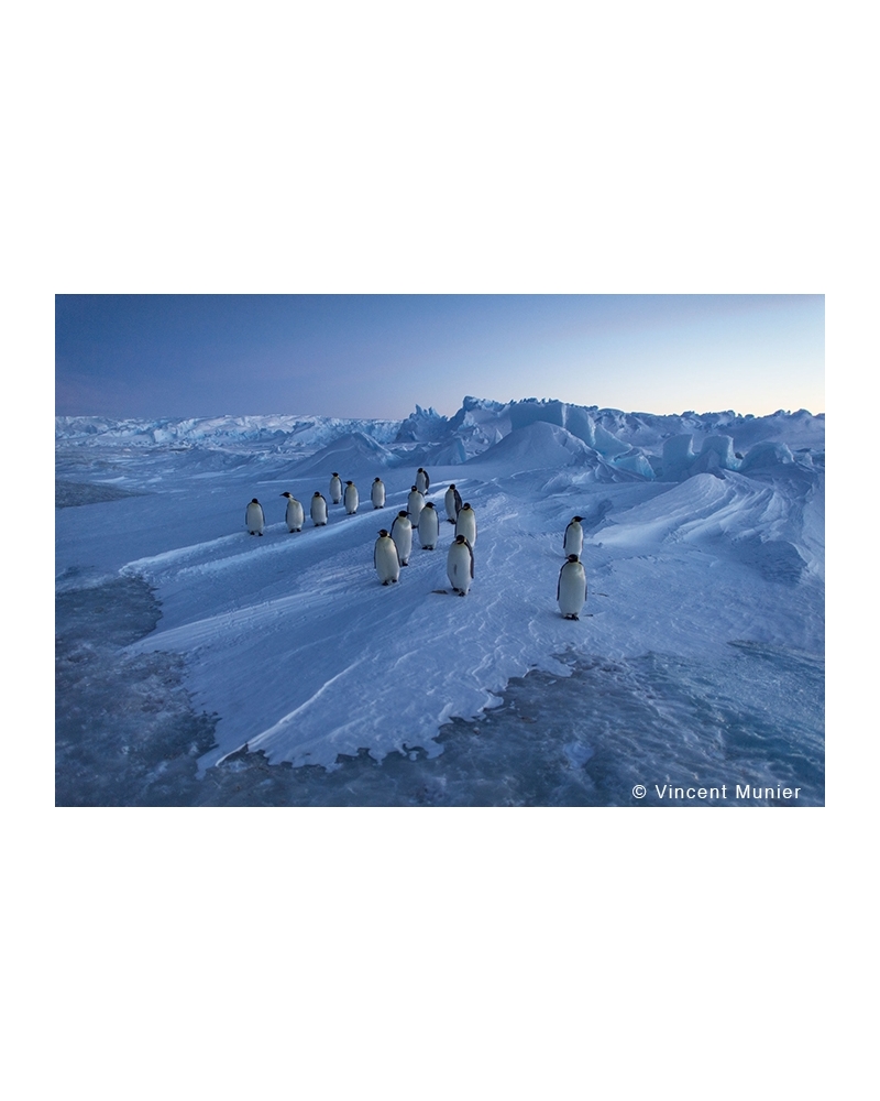 VMAT43 Sixteen emperor penguins