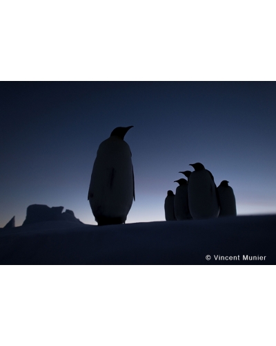 VMAT44 Silhouettes emperor penguins