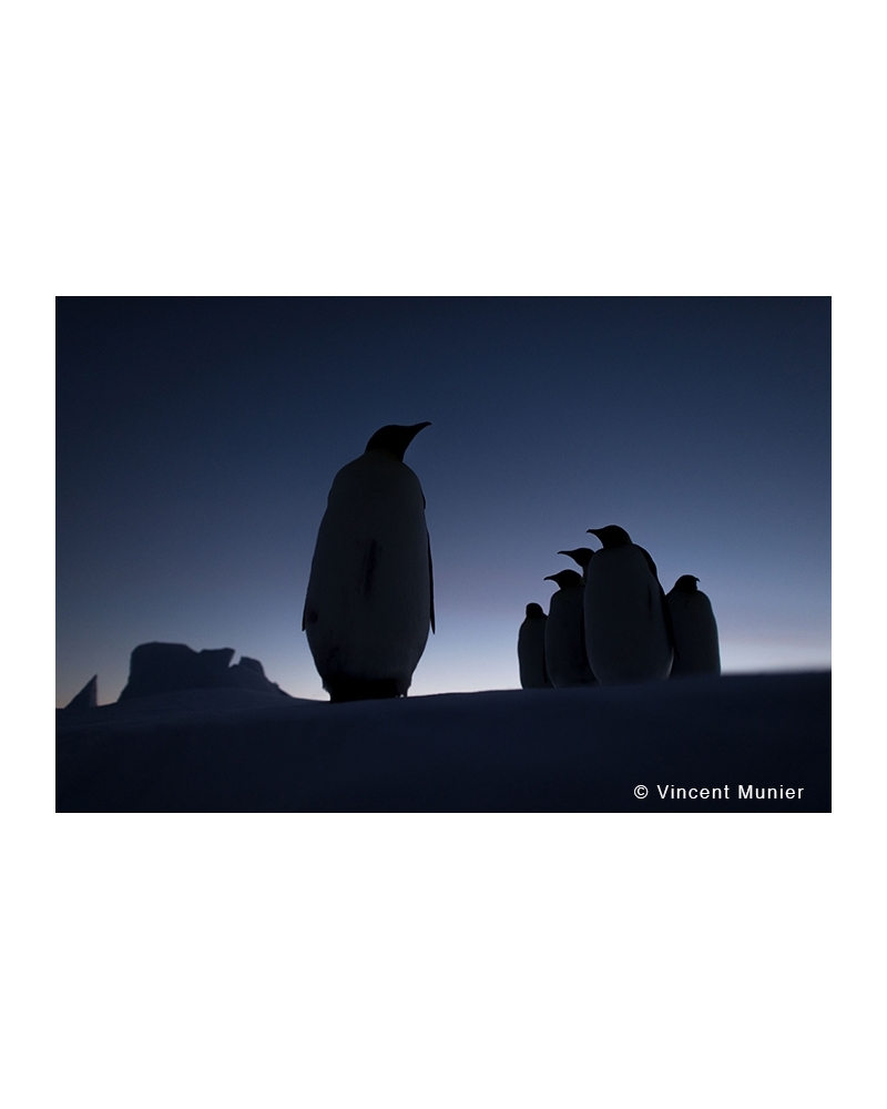 VMAT44 Silhouettes emperor penguins