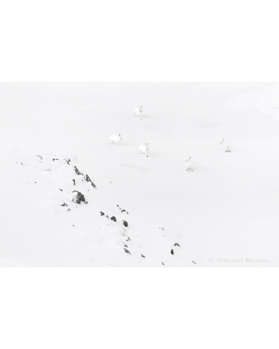 VMAR14 Arctic hares