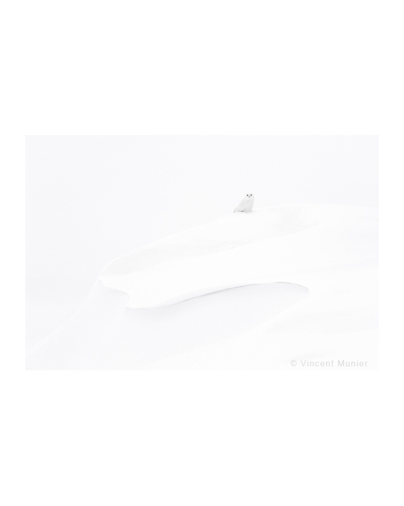 VMAR16 Harfang des neiges
