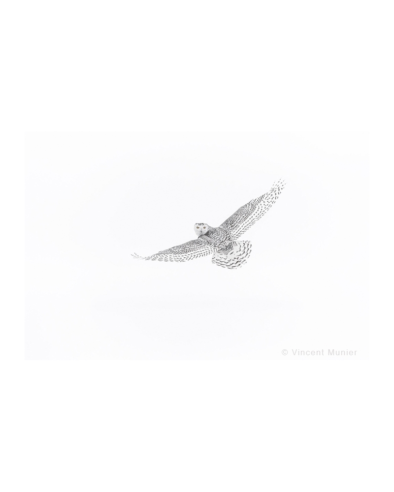VMAR21 Snowy owl