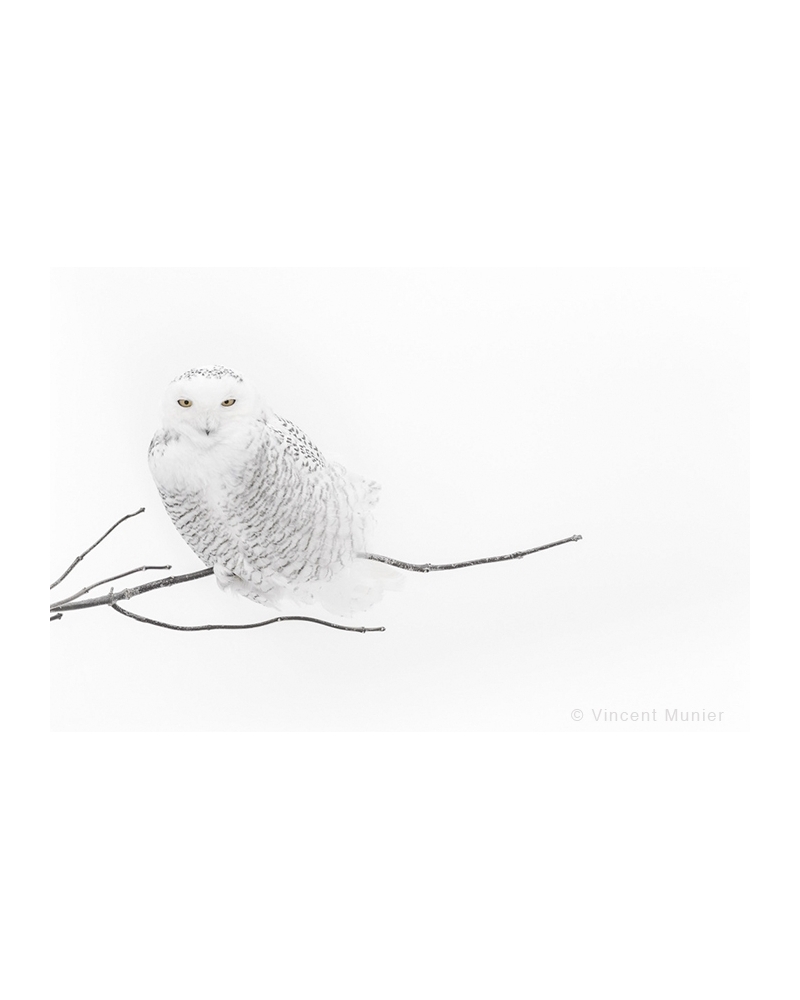 VMAR24 Snowy owl