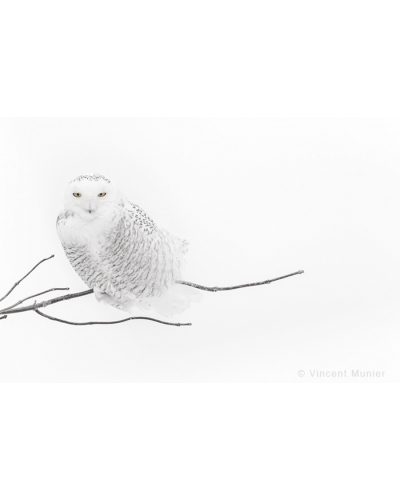 VMAR24 Snowy owl