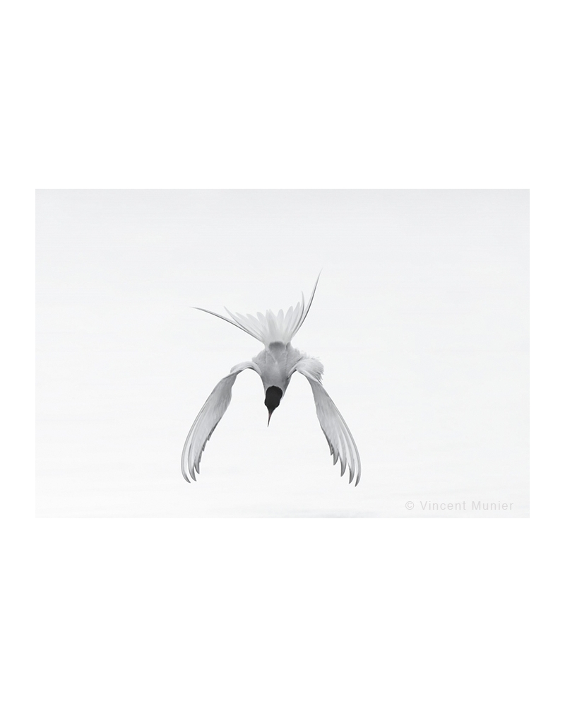VMAR35 Arctic tern