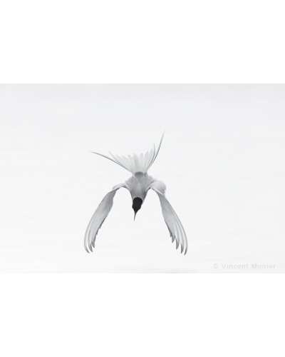 VMAR35 Sterne arctique