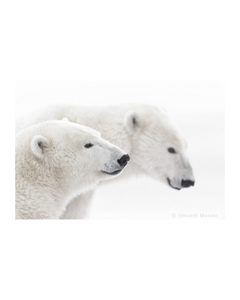 VMAR44 Polar bears