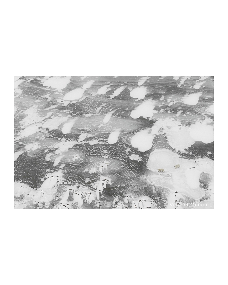 VMAR46 Ours polaires