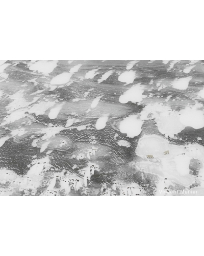 VMAR46 Ours polaires