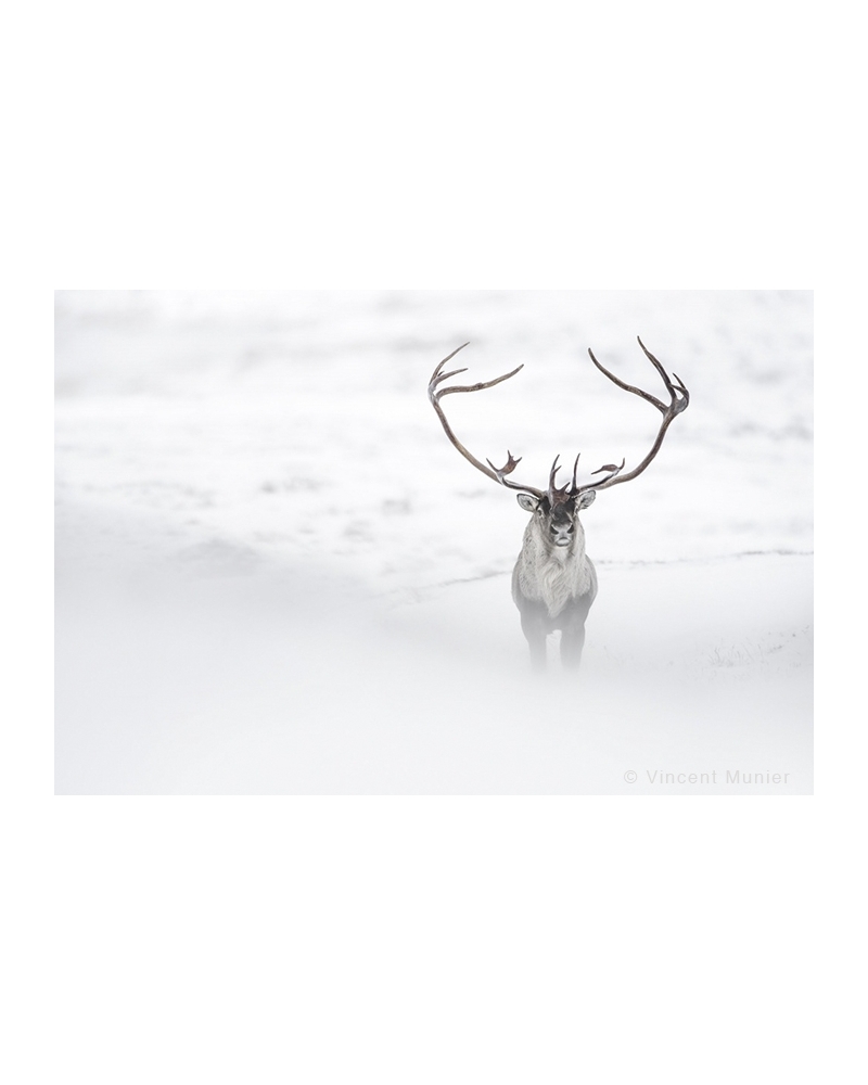 VMAR49 Wild reindeer