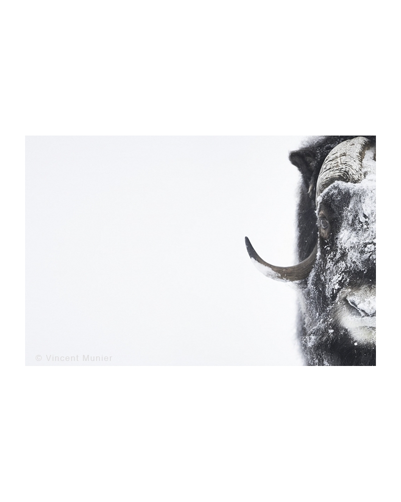 VMAR53 Musk Ox