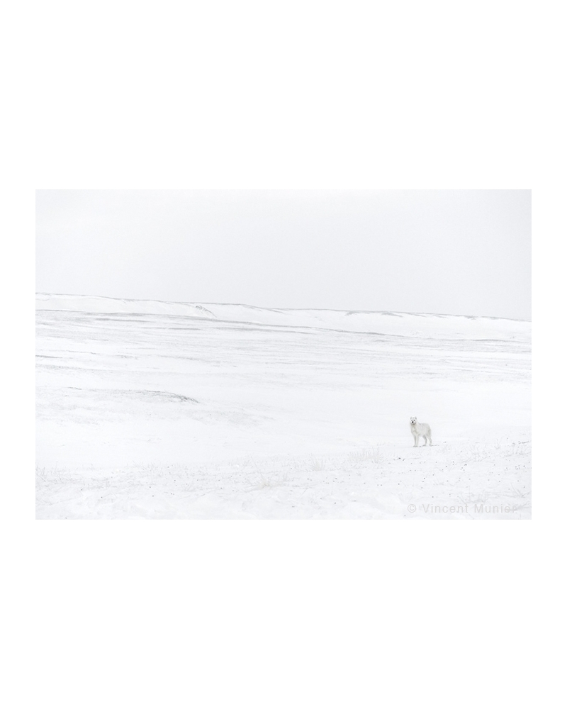 VMAR54 Loup arctique