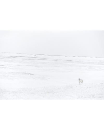 VMAR54 Loup arctique