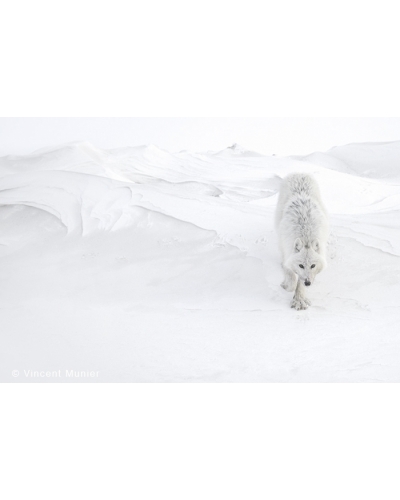 VMAR56 Loup arctique