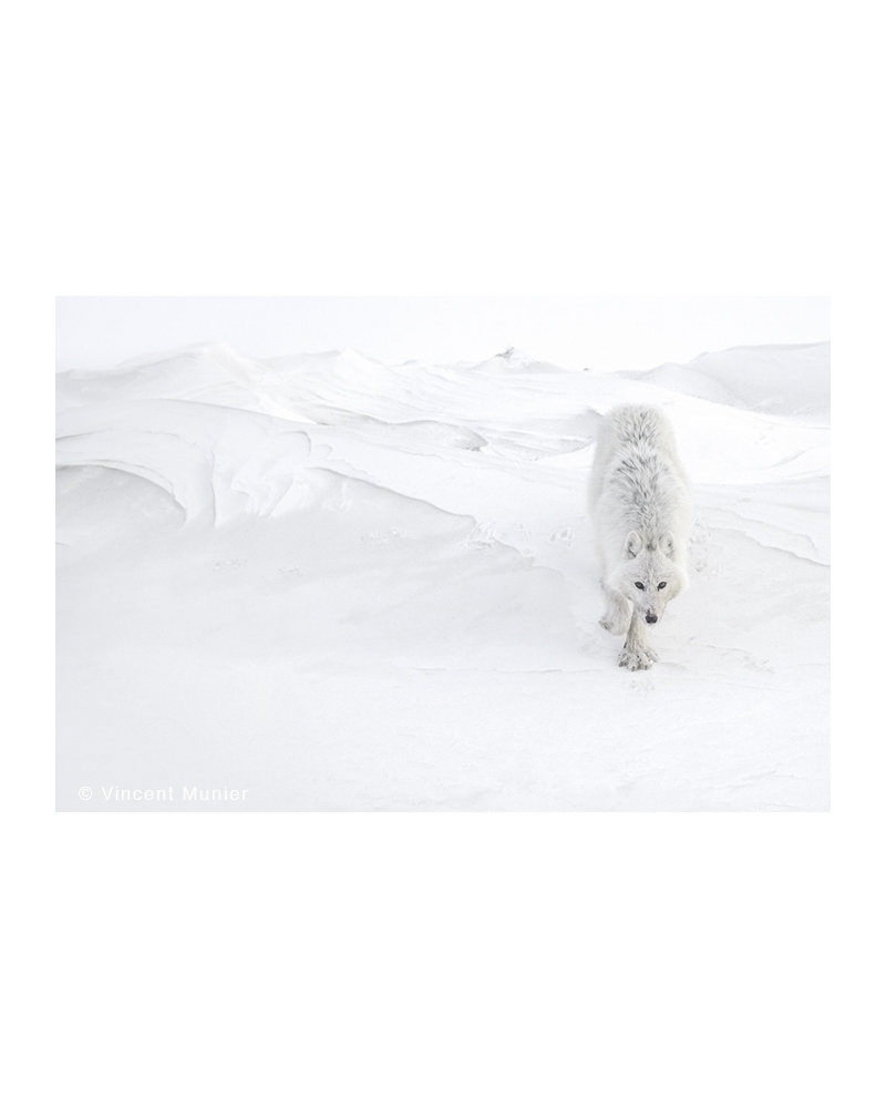 VMAR56 Loup arctique