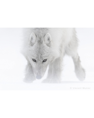 VMAR58 White wolf