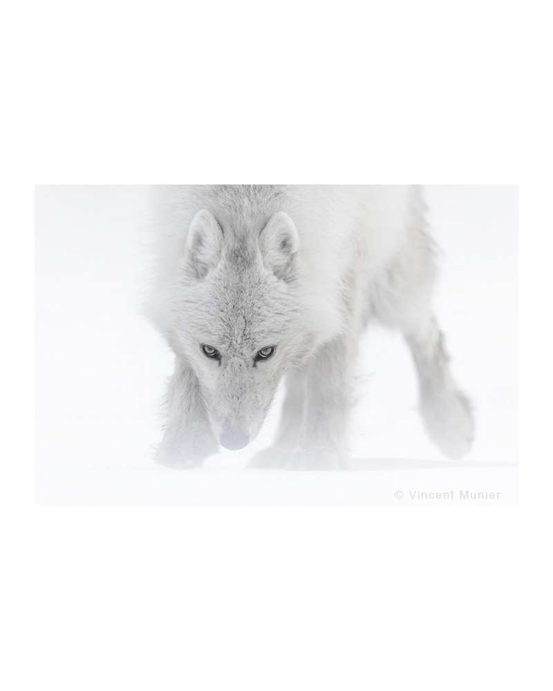 VMAR58 Loup arctique