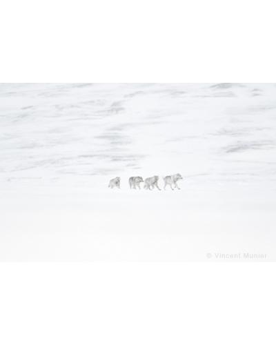VMAR59 Loups arctiques