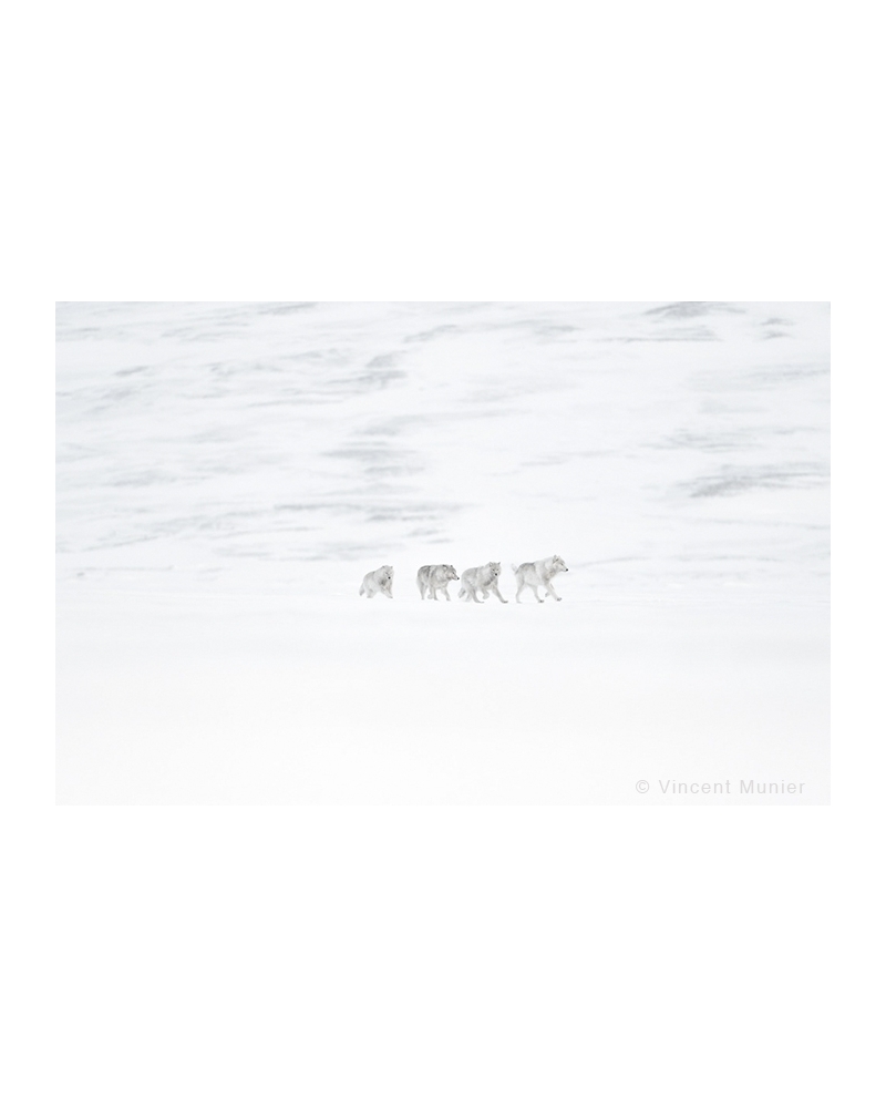 VMAR59 Loups arctiques