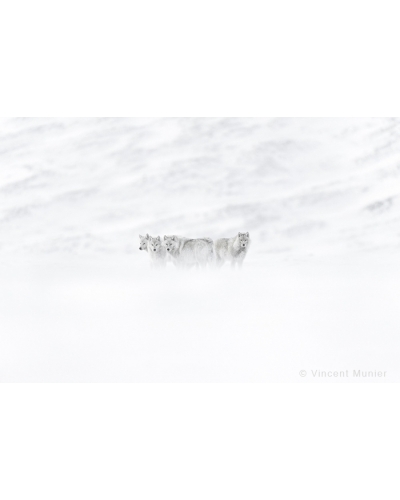 VMAR60 Loups arctiques