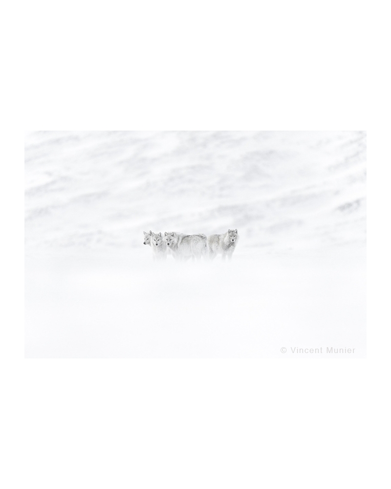 VMAR60 Loups arctiques