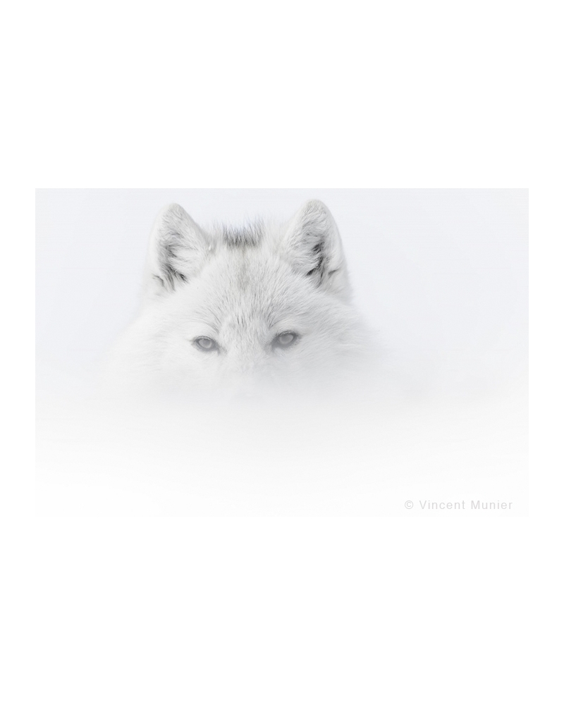 VMAR61 White wolf