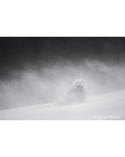 VMAR73 Snowy owl