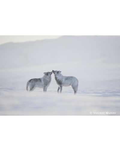 VMAR99 Loups arctiques