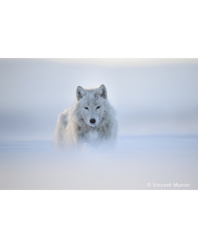 VMAR100 Loup arctique