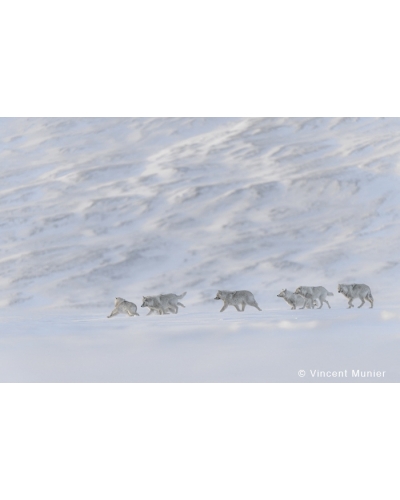 VMAR101 White wolf pack