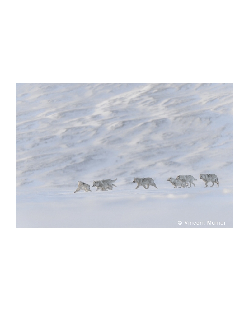 VMAR101 Meute de loups arctiques